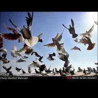 قبولی واگزاری تمام پرندها