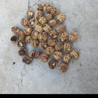 گردوتازه|عمده‌فروشی|آذرشهر, |دیوار