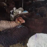 سنگسر کردستانی گوسفند افشاری زنده با قصاب ماهر|حیوانات مزرعه|پردیس, |دیوار