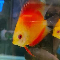 انواع نژاد ماهی های دیسکس کلی و جزئی و اکواریوم|ماهی|مشهد, ولیعصر (شهرک غرب)|دیوار