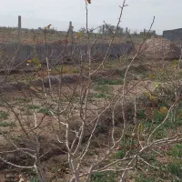 باغ پسته درایلخچی