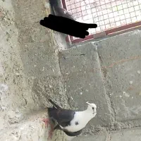 مخمل و دوکت|پرنده|مهر, |دیوار