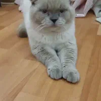 گربه ناز اسکاتیش