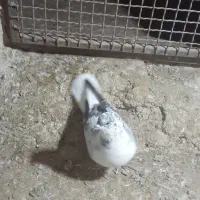 کفتر قاره دم سفید|پرنده|سراب, |دیوار