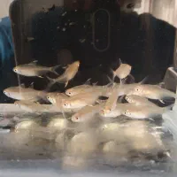 بارجدید‌رسید