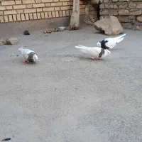 کفتر طوقی جفت|پرنده|تربت جام, میان جام|دیوار