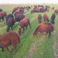 گوسفند شیشک و بره ماده