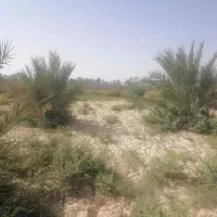نخل 4ساله در درودگاه