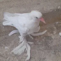 کفتر نقش هما وبادکنکی|پرنده|یزد, |دیوار