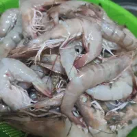 فروش میگو درشت(صورتی)