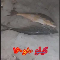 حراج حراج ماهی دریا|ماهی|دوگنبدان, |دیوار