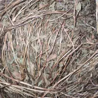 نعناع فلفلی عمده|عمده‌فروشی|مرند, |دیوار