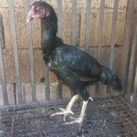مرغ خروس لاری جنس