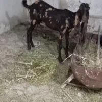 بزافغانی اصلی