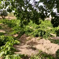 آبغوره|خوردنی و آشامیدنی|تهران, کرمان|دیوار