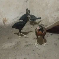 جوجه لاری