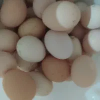 تخم مرغ محلی