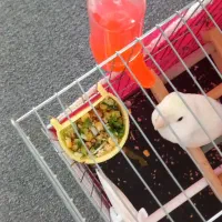 طوطی برزیلی گم شده|حیوانات|مرودشت, علی‌آباد‎|دیوار