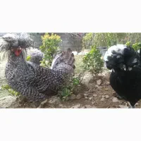 مرغ و خروس لهستانی|حیوانات مزرعه|امامزاده عبدالله, |دیوار