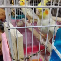 عروس هلندی