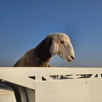 فروش گوسفند و بره (نمایشگاه دام مازندران)|حیوانات مزرعه|طبقده, |دیوار