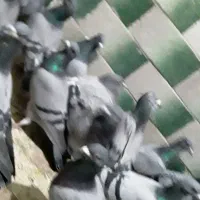 حدودا۲۰تاکفتر سبز المانی ودورگ و۳۰تاتهرانی ودورگ|پرنده|مشهد, شهید بصیر|دیوار