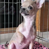 شیهواهوا اصیل