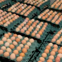 تخم‌مرغ‌محلی