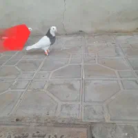 ۲جفت‌طوقی‌فروشی