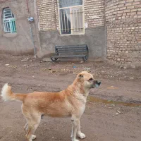 سک گله|حیوانات|طاغنکوه, |دیوار