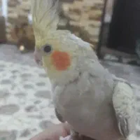 عروس هلندی مولد