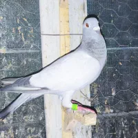 کفتر