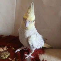 عروس هلندی مرواریدی