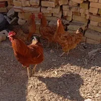 مرغ خروس  و خرگوش|موش و خرگوش|خواف, |دیوار