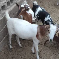 کهره گیسه داشتی آبستن|حیوانات مزرعه|خمیر, |دیوار