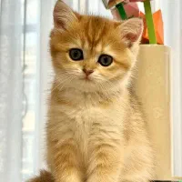 بریتیش گلد چینچیلا