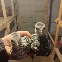 جوجه مرغ و خروس زینتی پولک منظم|حیوانات مزرعه|رشت, شهرک قدس|دیوار