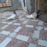 کله قرمز|پرنده|ایرانشهر, |دیوار