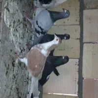 کفتر