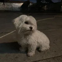 سگ پاکوتاه|سگ|خوی, |دیوار