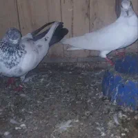 کبوتر بلندپرواز|پرنده|فومن, |دیوار