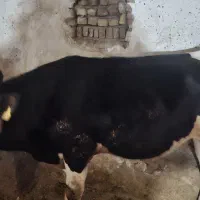 فروش گوساله