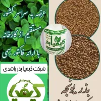 فروش انواع بذر یونجه سردسیر و گرمسیر و معتدل