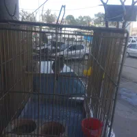 سهره نر|پرنده|رباط‌کریم, الارد|دیوار