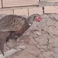 مرغ امریکایی شاخ دار|پرنده|سبزوار, شهرک جهاد|دیوار