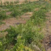 باغ 3010 متری جاده عمرل سند تک برگ