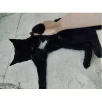 واگذاری شدو 5 ماهه|گربه|تهران, ونک|دیوار