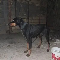 سگ بزرگ و کوچک