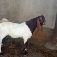 400000000|حیوانات مزرعه|اهواز, اهواز|دیوار