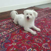 سرگرمی.فوری|سگ|تهران, اکباتان|دیوار